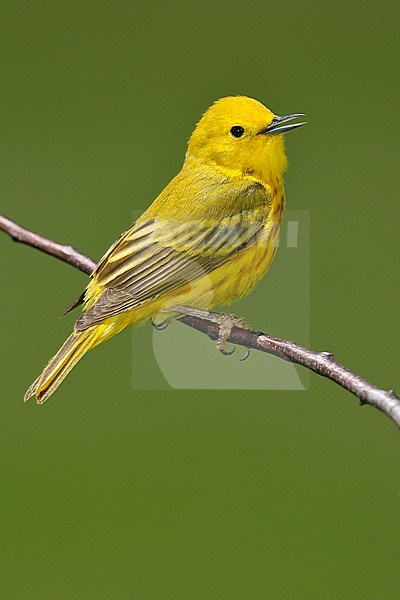 Adult male
York Co., ME
June 2006 stock-image by Agami/Brian E Small,