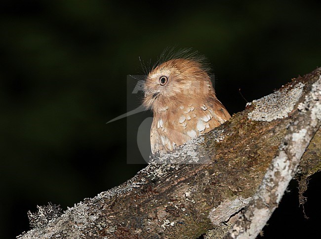 Hodgson's Frogmouth (Batrachostomus hodgsoni) looking out for prey during the night in forest of Myanmar. stock-image by Agami/James Eaton,