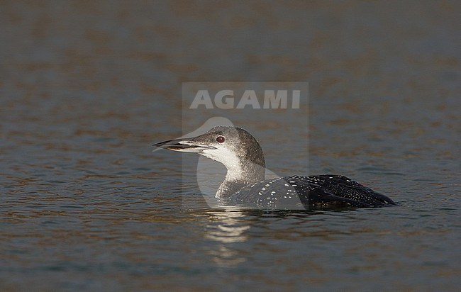 Great Northern Diver (Gavia immer) swimming in harbour of Terschelling, Netherlands. Netherlands, stock-image by Agami/Arie Ouwerkerk,