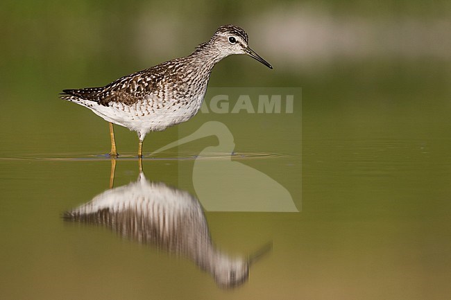 Wood Sandpiper - Bruchwasserläufer - Tringa glareola, Germany, adult, worn breeding plumage stock-image by Agami/Ralph Martin,