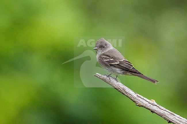 1st winter Eastern Wood-Pewee perched on a branch as the first for Western Palearctic. stock-image by Agami/Vincent Legrand,