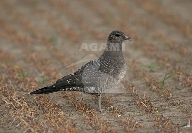 Juveniele Kleinste Jager; Juvenile Long-tailed Jaeger stock-image by Agami/Chris van Rijswijk,