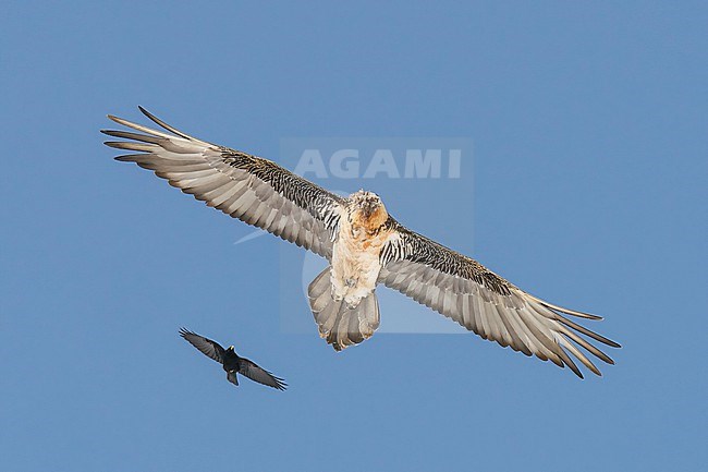 Adult  Bearded Vulture (Gypaetus barbatus) flying against blue sky  in the swiss alps. stock-image by Agami/Marcel Burkhardt,