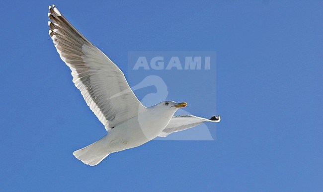 Slaty-backed Gull, Kamtsjatkameeuw, Larus schistisagus stock-image by Agami/Pete Morris,