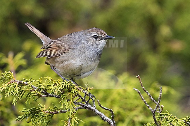 Adult female Himalayan Rubythroat (Calliope pectoralis ballioni) perched on top of a bush in the mountains of Kazakhstan. Also known as White-tailed Rubythroat. stock-image by Agami/Daniele Occhiato,