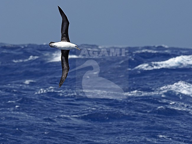 Campbell albatross (Thalassarche impavida) at sea in French Polynesia. stock-image by Agami/James Eaton,