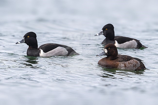 Ringsnaveleend; Ring-necked Duck, Aythya collaris stock-image by Agami/Daniele Occhiato,