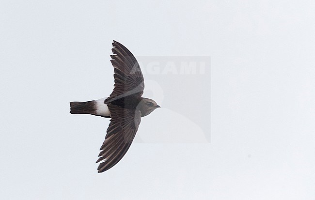 Little Swift (Apus affinis) at one of the few breeding area's in Europe. stock-image by Agami/Marc Guyt,