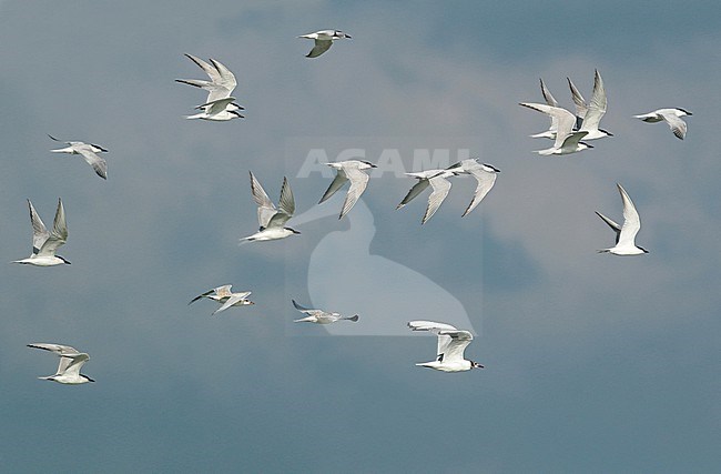 Gull-billed Tern (Gelochelidon nilotica), group in flight, seen from the side. stock-image by Agami/Fred Visscher,