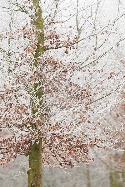 Beech (Fagus sylvatica) tree covered in soft rime stock-image by Agami/Caroline Piek,