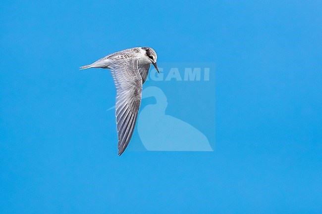 First winter Least Tern flying over the beach of Cape May Point, Cape May, New Jersey, USA. August 29, 2016. stock-image by Agami/Vincent Legrand,