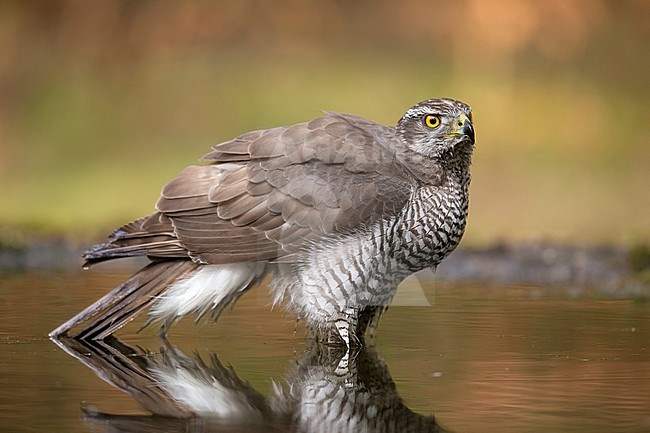 havik zittend in het water; northern goshawk sitting in water stock-image by Agami/Walter Soestbergen,