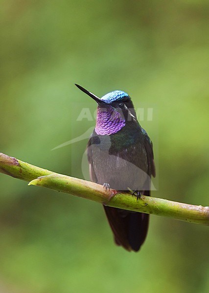 Purple-throated Mountain-gem (Lampornis calolaemus) in rainforest of Costa Rica. stock-image by Agami/Bence Mate,