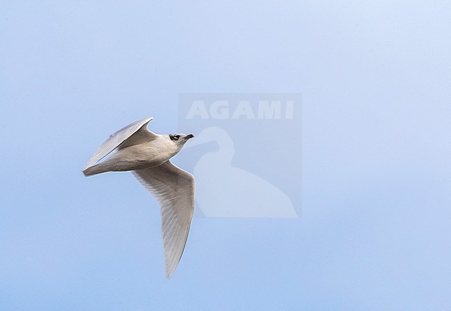 Adult Mediterranean Gull (Ichthyaetus melanocephalus) in winter plumage migrating along the Black Sea coast near Lake Durankulak in Bulgaria. stock-image by Agami/Marc Guyt,