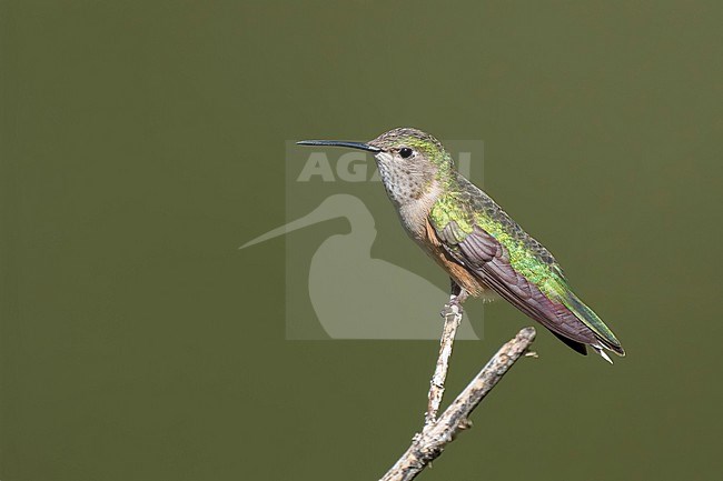 Adult female
Boulder Co., CO
June 2023 stock-image by Agami/Brian E Small,