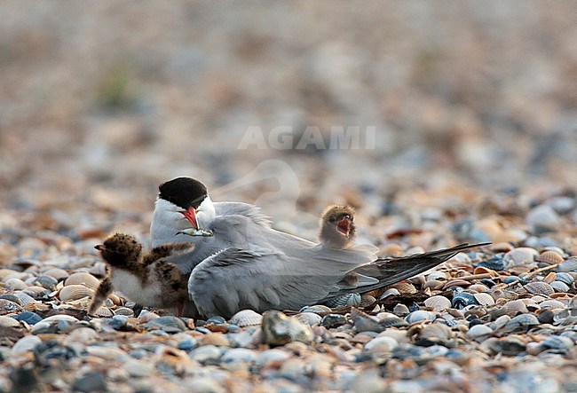 Breeding Common Tern (Sterna hirundo) on Wadden island Texel in the Netherlands. Adult on her nest with two begging chicks. stock-image by Agami/Marc Guyt,