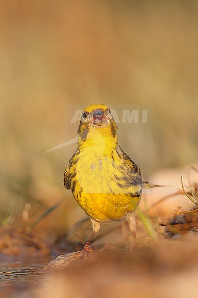 Europese Kanarie, Serin, Serinus serinus stock-image by Agami/Ralph Martin,