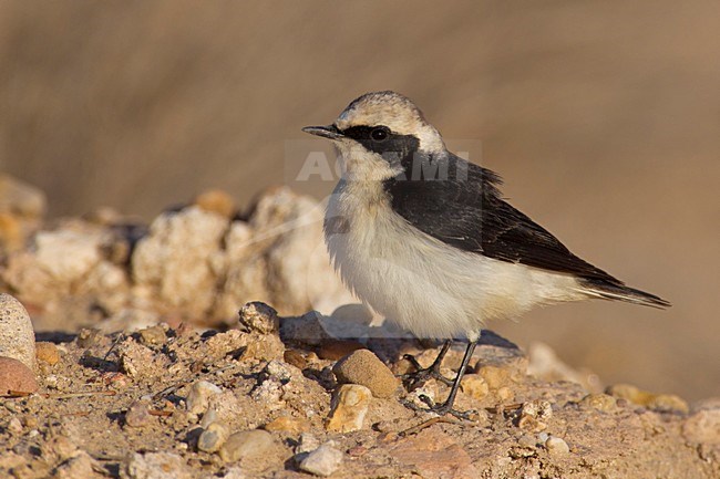 'vittata' Bonte Tapuit, 'vittata' Pied Wheatear stock-image by Agami/Daniele Occhiato,