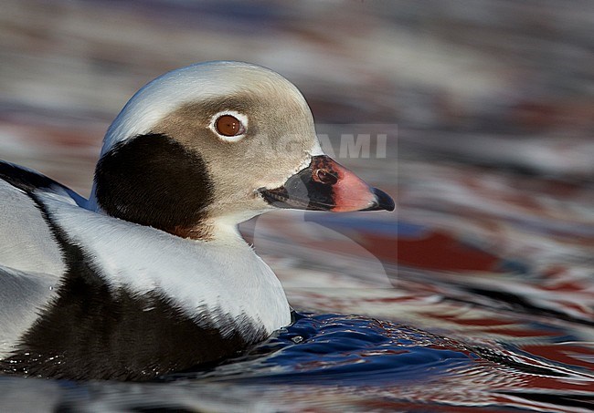 Close up mannetje IJseend, Close up male Long-tailed Duck stock-image by Agami/Markus Varesvuo,