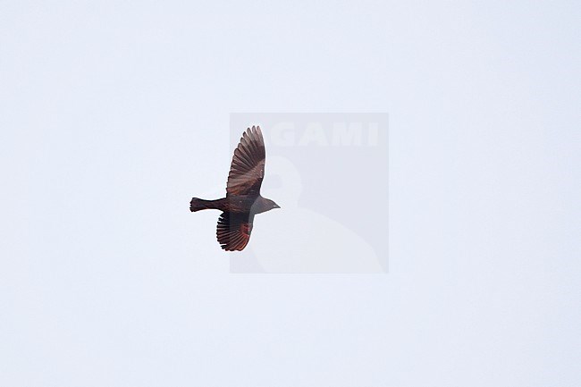 Brown-headed Cowbird (Molothrus ater), male in flight at Cape May, New Jersey, USA stock-image by Agami/Helge Sorensen,