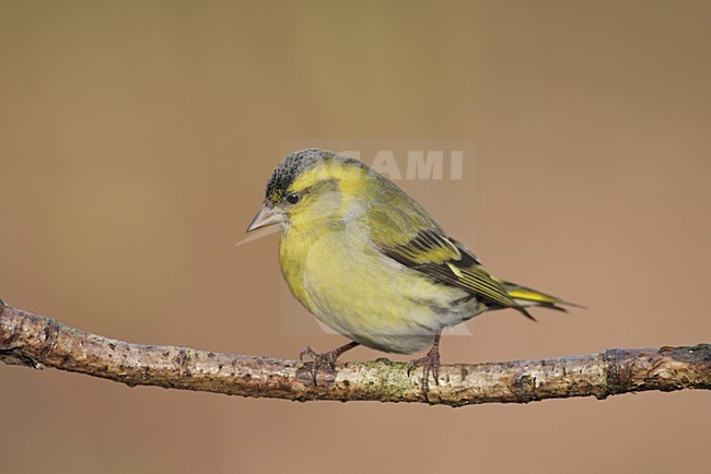 Sijsje mannetje zittend; Eurasian Siskin male perched stock-image by Agami/Reint Jakob Schut,