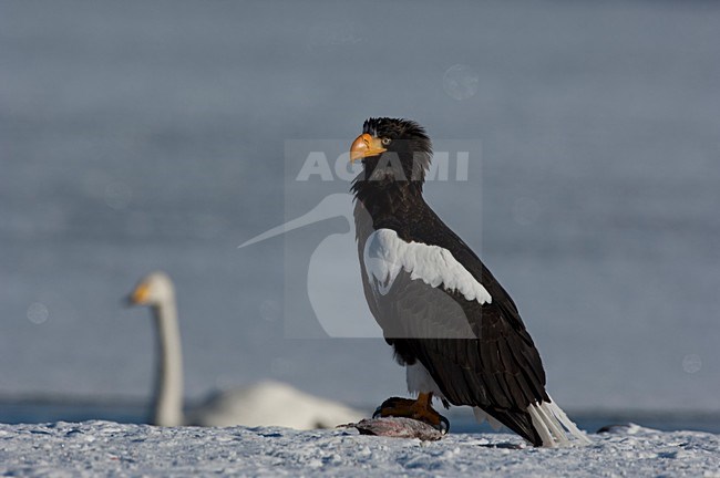 Volwassen Steller-zeearend, Adult Stellers Sea-eagle stock-image by Agami/Sergey Gorshkov,