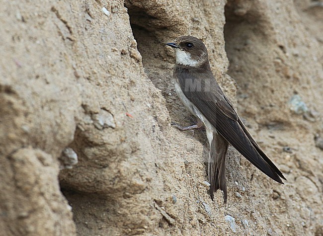 Oeverzwaluw zittend voor nest ingang; Sandmartin sitting in front of nest stock-image by Agami/Jacques van der Neut,