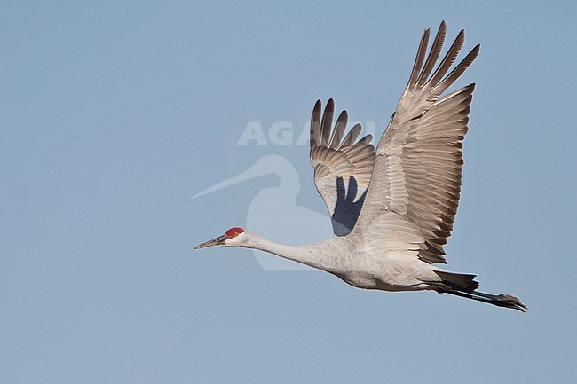 Sandhill Crane (Grus canadensis) flying at the Bosque del Apache wildlife refuge near Socorro, New Mexico, USA. stock-image by Agami/Glenn Bartley,