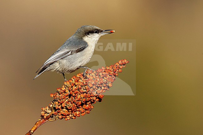 Adult Pygmy Nuthatch, Sitta pygmaea
Los Alamos County, USA, during winter stock-image by Agami/Brian E Small,