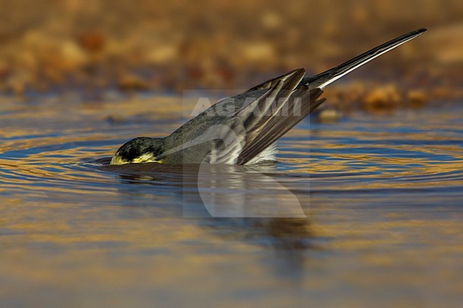 Witte Kwikstaart; White Wagtail; Motacilla alba stock-image by Agami/Daniele Occhiato,