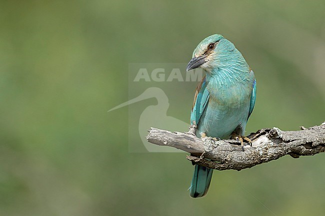 Scharrelaar; European Roller ; stock-image by Agami/Walter Soestbergen,