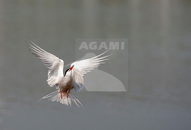 Summer plumaged Common Tern (Sterna hirundo) on Wadden island Texel in the Netherlands. Adult flying upwards after taking a bath stock-image by Agami/Marc Guyt,