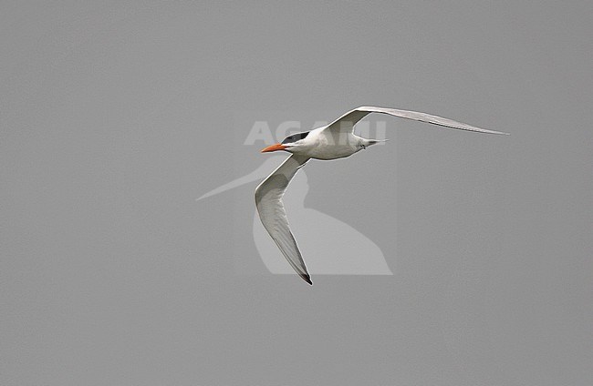 Adult summer plumaged American Royal Tern (Sterna maxima maxima) in flight. stock-image by Agami/Andy & Gill Swash ,