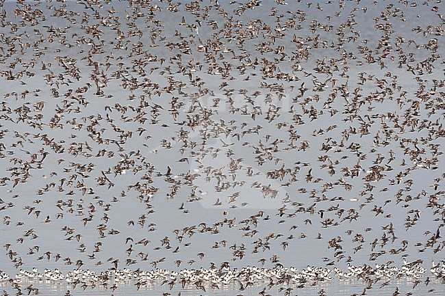 Grote groepen vogels in Westhoek; Bird flocks at Westhoek stock-image by Agami/Marc Guyt,