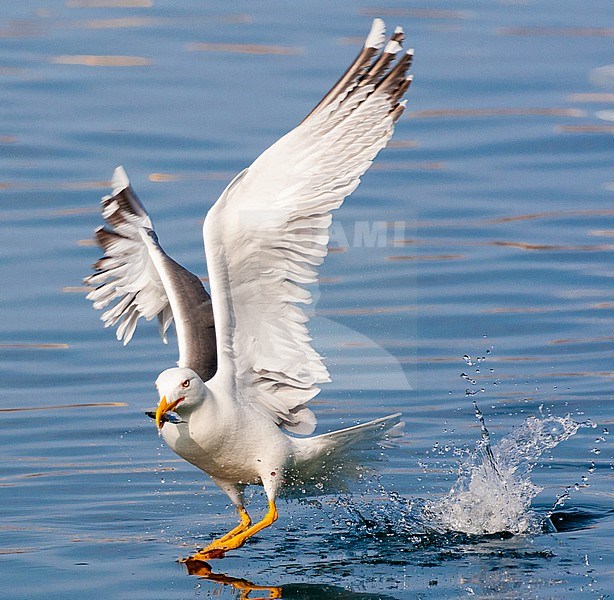 Adult Yellow-legged Gull (Larus michahellis michahellis) catching small fish in the harbour of Molivos on Lesvos, Greece. stock-image by Agami/Marc Guyt,