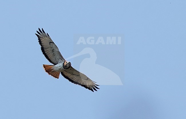 Red-necked Buzzard (Buteo auguralis) soaring above, high in the sky in Angola. Also known as the African red-tailed Buzzard. stock-image by Agami/Dubi Shapiro,