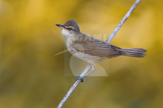 Great Reed Warbler (Acrocephalus arundinaceus) in a reedbed in Italy. stock-image by Agami/Daniele Occhiato,