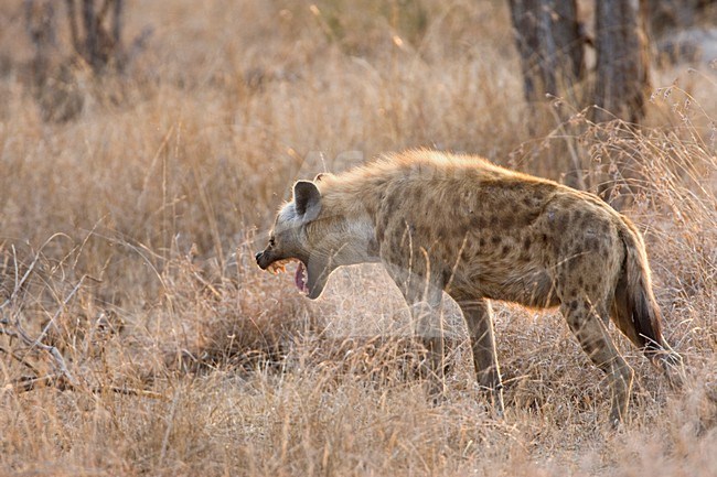 Gevlekte Hyena; Spotted Hyena stock-image by Agami/Marc Guyt,