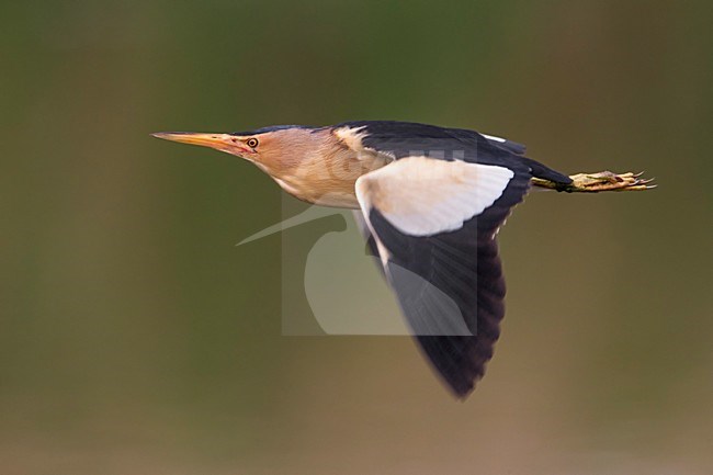 Tarabusino; Little Bittern; Ixobrychus minutus stock-image by Agami/Daniele Occhiato,