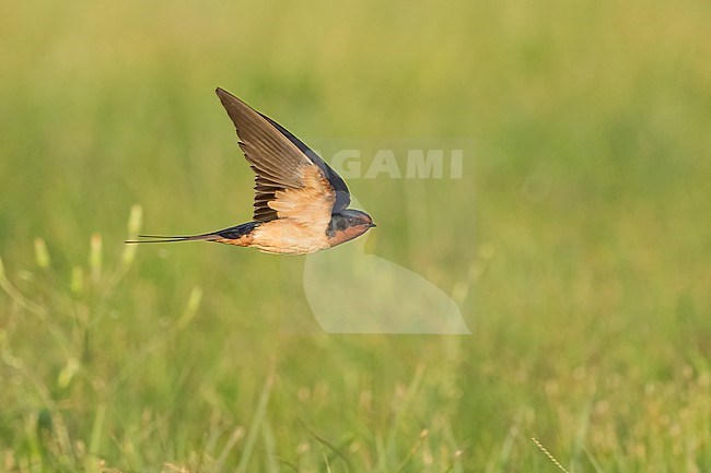 Adult American Barn Swallow (Hirundo rustica erythrogaster) in flight Galveston County, Texas, United States. stock-image by Agami/Brian E Small,