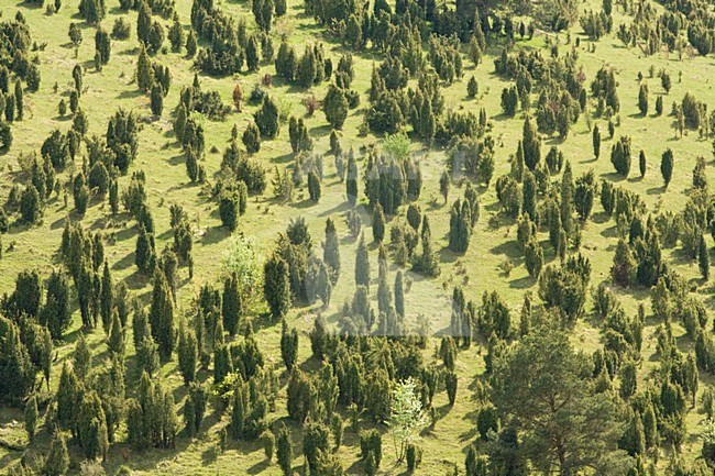 Helling met Jeneverbes struiken Duitsland, Slope with Juniper trees Germany stock-image by Agami/Wil Leurs,