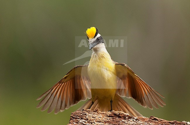 Great Kiskadee (Pitangus sulphuratus) displaying showing erected crest. stock-image by Agami/Bence Mate,