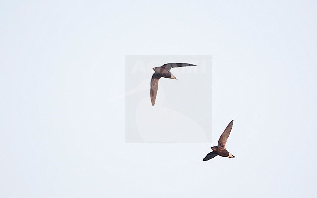 Silver-backed Needletail (Hirundapus cochinchinensis) in flight at Khao Yai National Park, Thailand stock-image by Agami/Helge Sorensen,