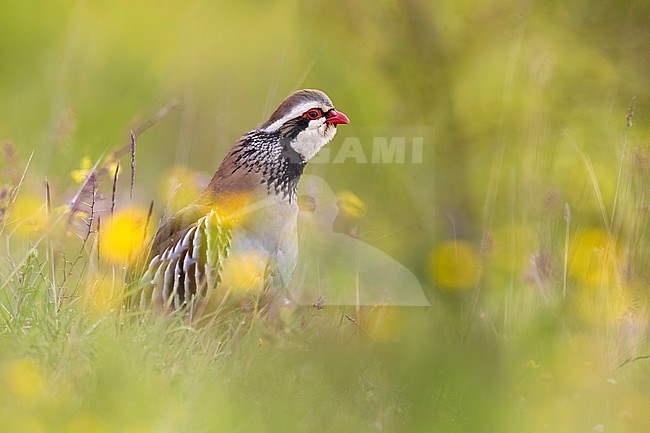 Red-legged Partridge (Alectoris rufa) in Italy. stock-image by Agami/Daniele Occhiato,