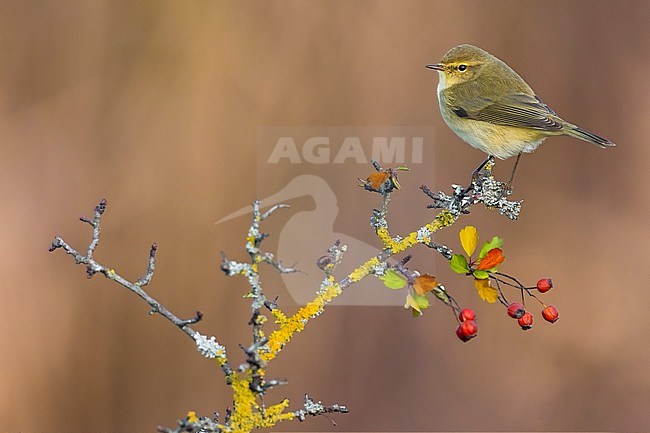 Common Chiffchaff, Phylloscopus collybita, in Italy. stock-image by Agami/Daniele Occhiato,