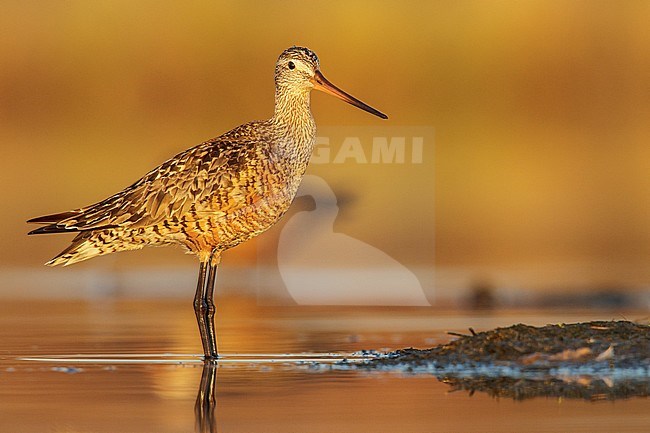 Rode Grutto, Hudsonian Godwit stock-image by Agami/Glenn Bartley,