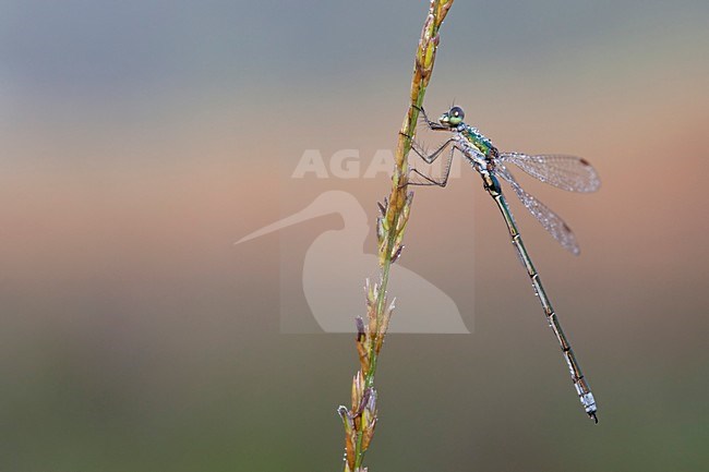 Imago Tengere pantserjuffer; Adult Small Spreadwing; Adult Small Emerald Damselfly stock-image by Agami/Fazal Sardar,