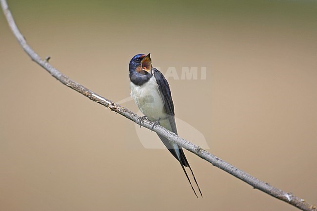 Barn Swallow calling sitting on a branch; Boerenzwaluw roepend op een tak stock-image by Agami/Markus Varesvuo,