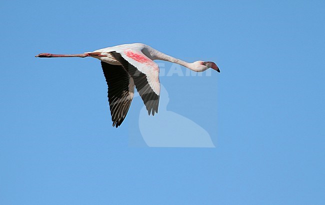 Lesser Flamingo (Phoenicopterus minor), adult flying, Langebaan, South Africa stock-image by Agami/Karel Mauer,