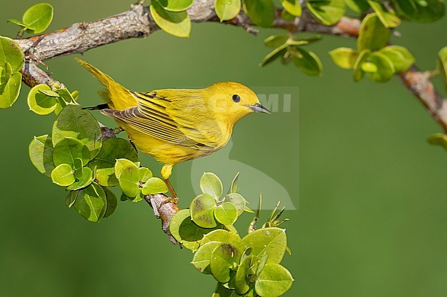 Adult male Yellow Warbler (Setophaga aestiva) during spring migration at Galveston County, Texas, USA. stock-image by Agami/Brian E Small,